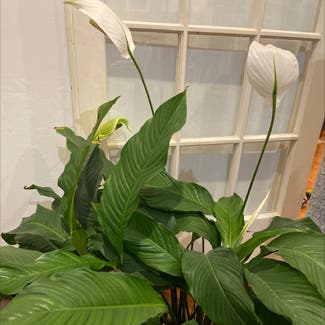 Peace Lily plant in Helensville, Auckland