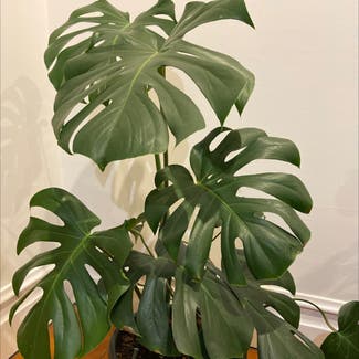 Monstera plant in Helensville, Auckland