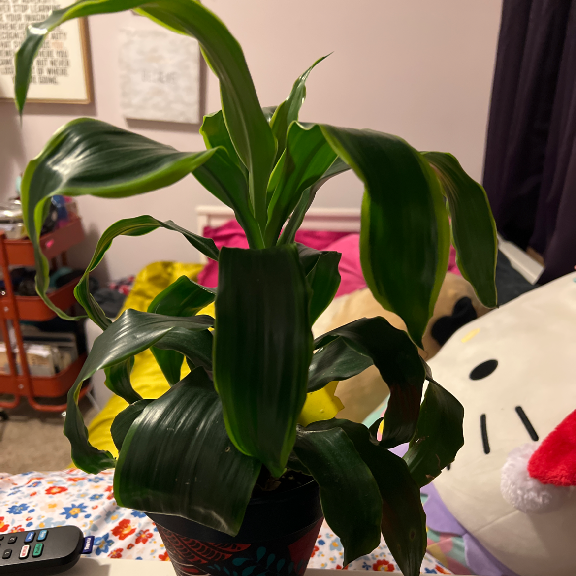 Cornstalk Dracaena plant photo by @Melaninpapiii named Dorris on Greg, the plant care app.