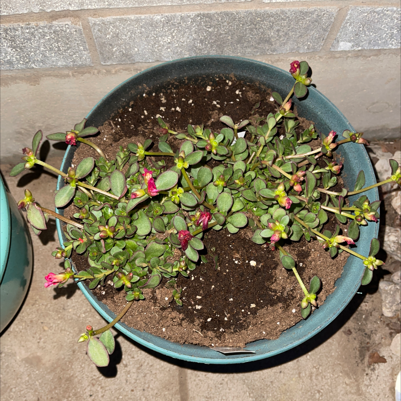Potted Wingpod Purslane with small succulent leaves and visible flowers.
