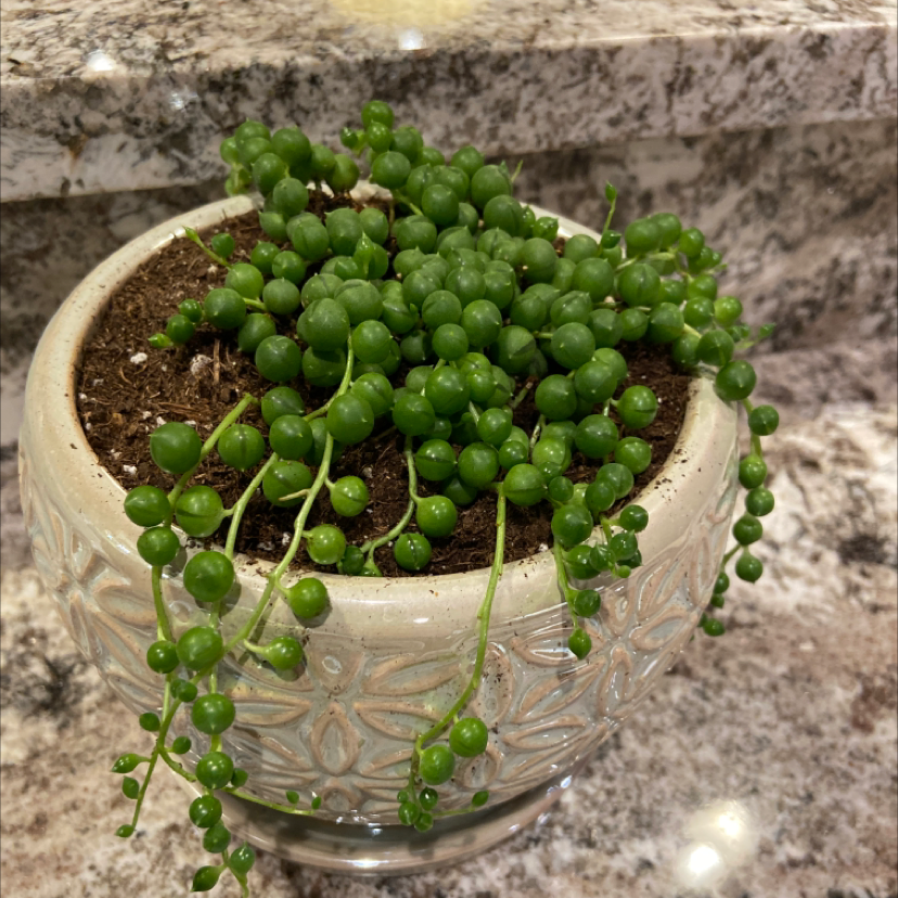 String of Pearls plant photo by Tayler named Queen on Greg, the plant care app.