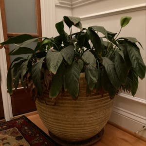 Peace Lily plant photo by Jeana named Robert Plant on Greg, the plant care app.