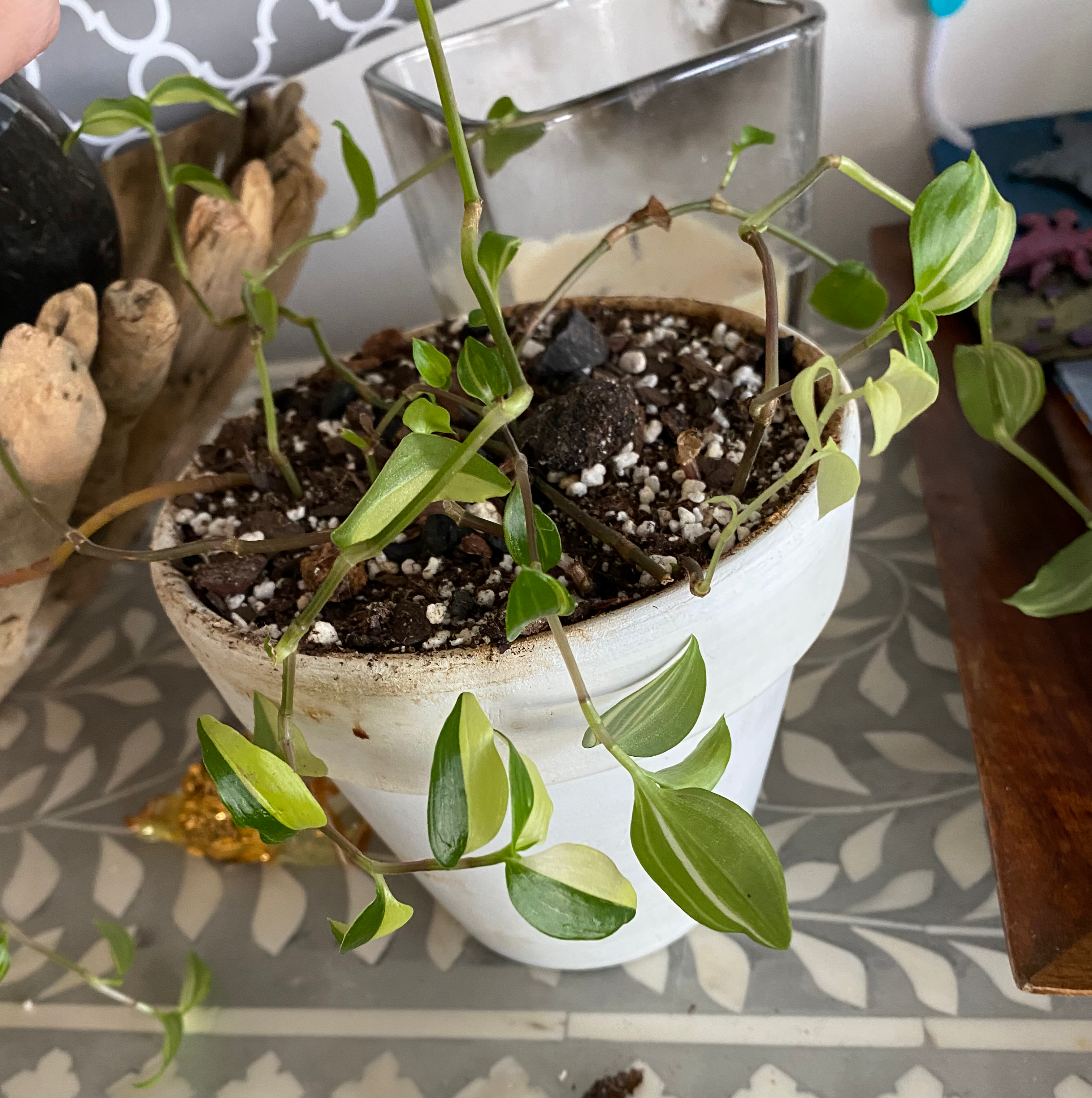 Tradescantia 'Yellow Zebra' plant in a white pot with visible soil and vibrant leaves.