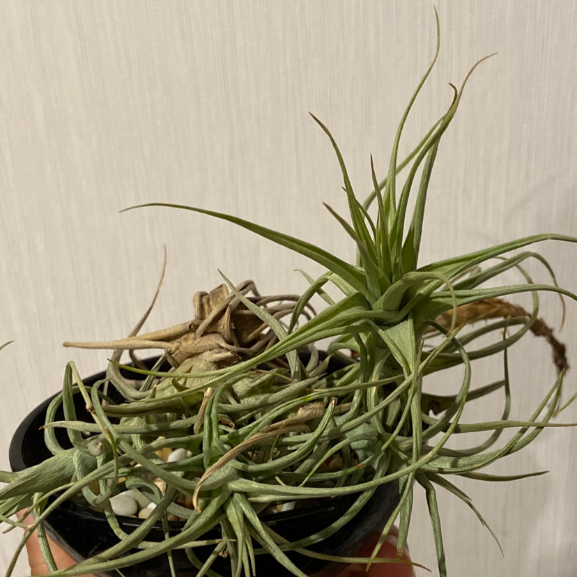 Fishbone Air Plant in a small pot with some brown and dried leaves.