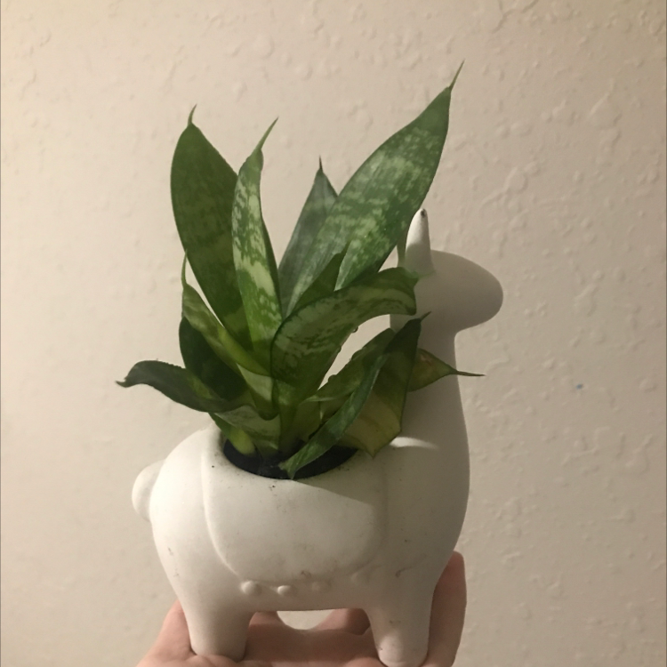 Snake Plant plant photo by @Holycow named Llama Boi on Greg, the plant care app.