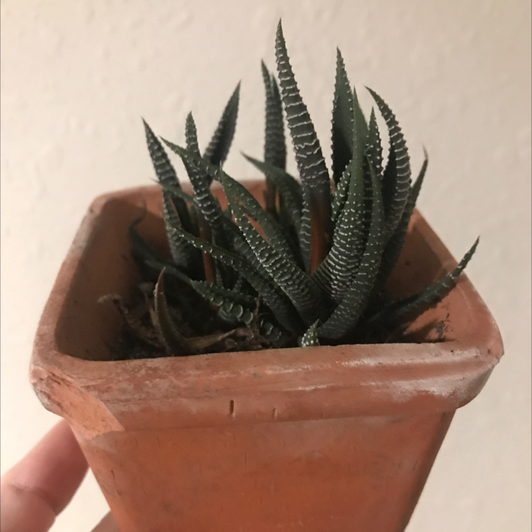 Zebra Plant plant photo by @Holycow named Marty on Greg, the plant care app.