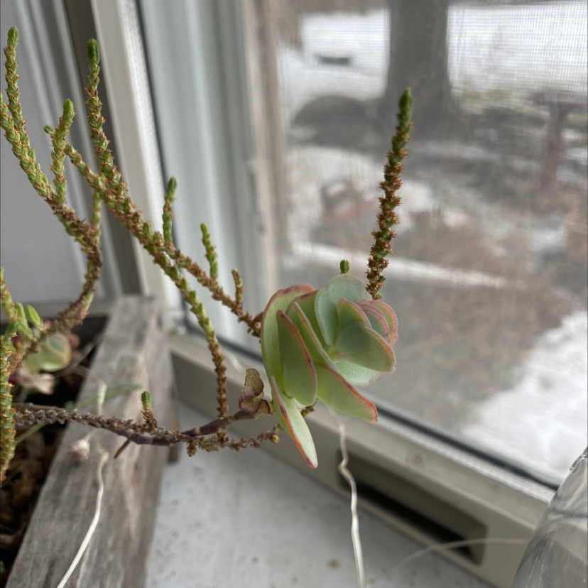 Pig's Ear succulent plant with reddish-edged leaves near a window with a snowy background.