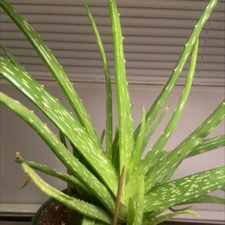 Aloe Vera plant in New Paltz, New York