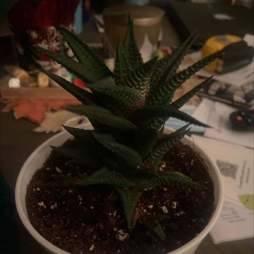 Fairy Washboard plant photo by @Jammin1221 named Harper on Greg, the plant care app.