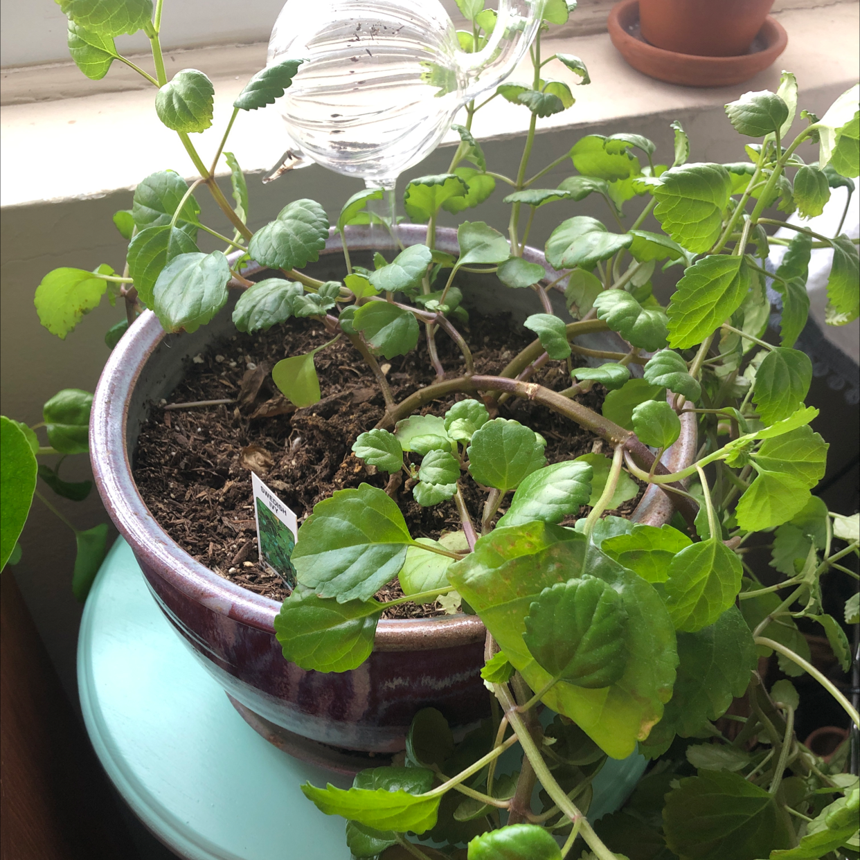 Swedish Ivy plant in a pot near a window with some yellowing leaves.