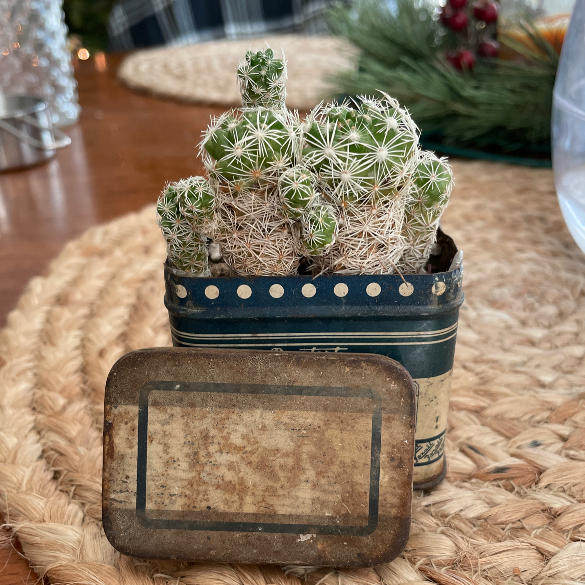 Missouri Foxtail Cactus in a small, decorative container on a woven mat.