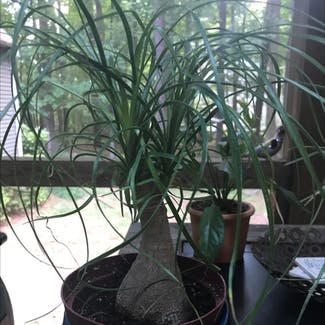 Ponytail Palm plant in Wake Forest, North Carolina