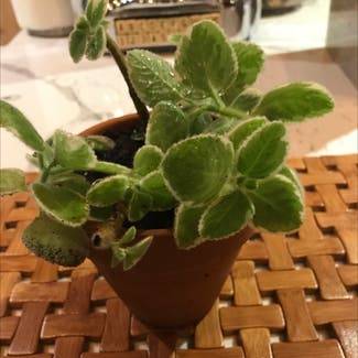 Mexican Mint plant in Wake Forest, North Carolina