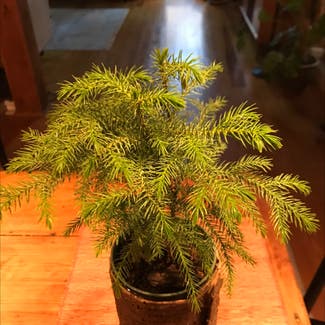 Norfolk Island Pine plant in Wake Forest, North Carolina