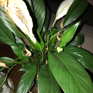 Peace Lily plant in Wake Forest, North Carolina