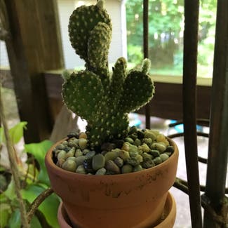 Bunny Ears Cactus plant in Wake Forest, North Carolina