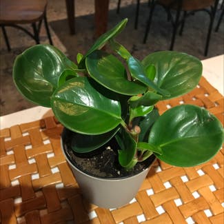 Baby Rubber Plant plant in Wake Forest, North Carolina