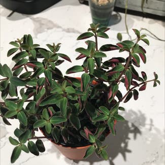 Peperomia Red Log plant in Wake Forest, North Carolina