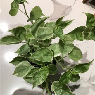 Cupid Peperomia plant in Wake Forest, North Carolina