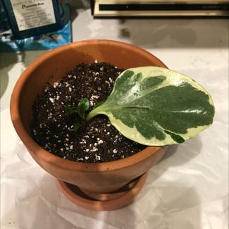 Baby Rubber Plant plant in Wake Forest, North Carolina