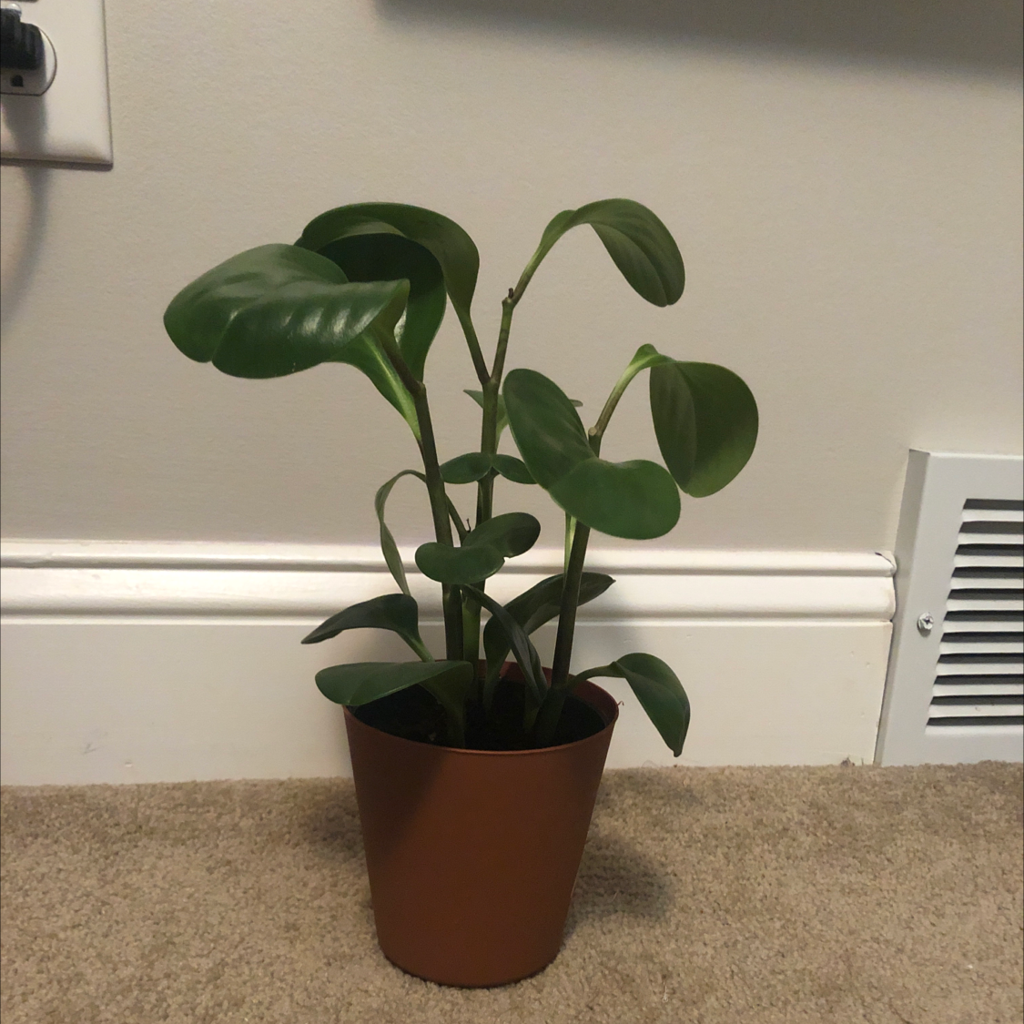 Baby Rubber Plant plant photo by @Memememeow named Leaf Erickson on Greg, the plant care app.