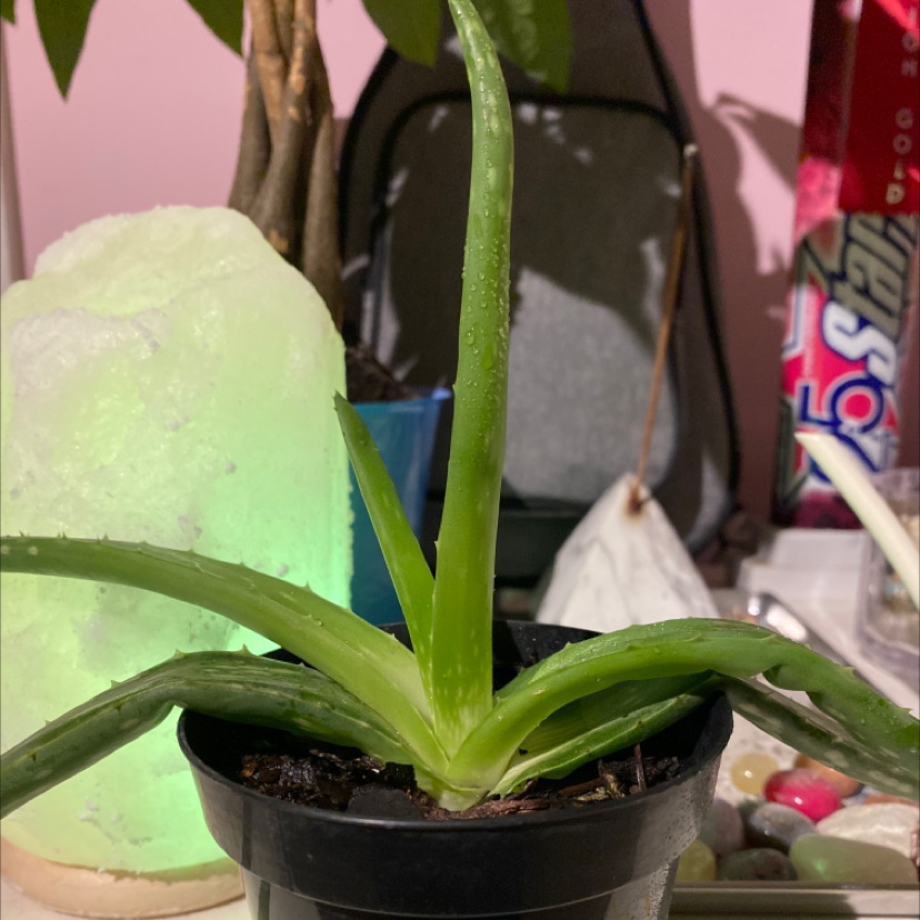 Aloe vera plant photo by @thatplanthoe named Albert on Greg, the plant care app.