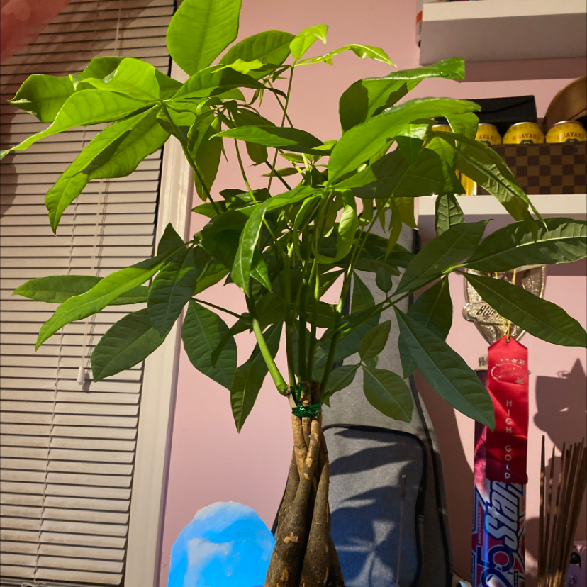 Money Tree plant photo by @thatplanthoe named Mr. Krabs on Greg, the plant care app.