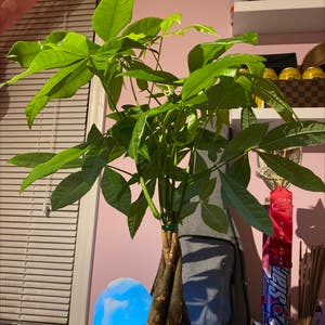 Money Tree plant photo by Thatplanthoe named Mr. Krabs on Greg, the plant care app.
