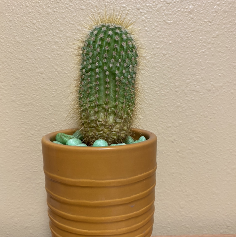 Golden Torch cactus in a brown pot with decorative stones, well-framed and in focus.