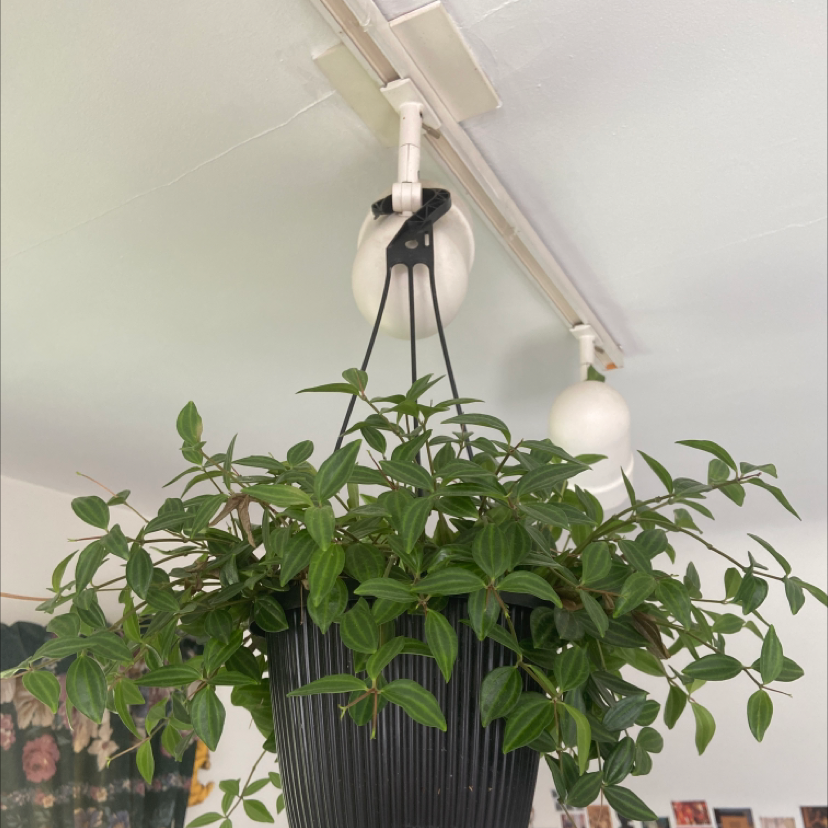 Hanging Beetle Peperomia plant in a black pot with healthy green leaves.