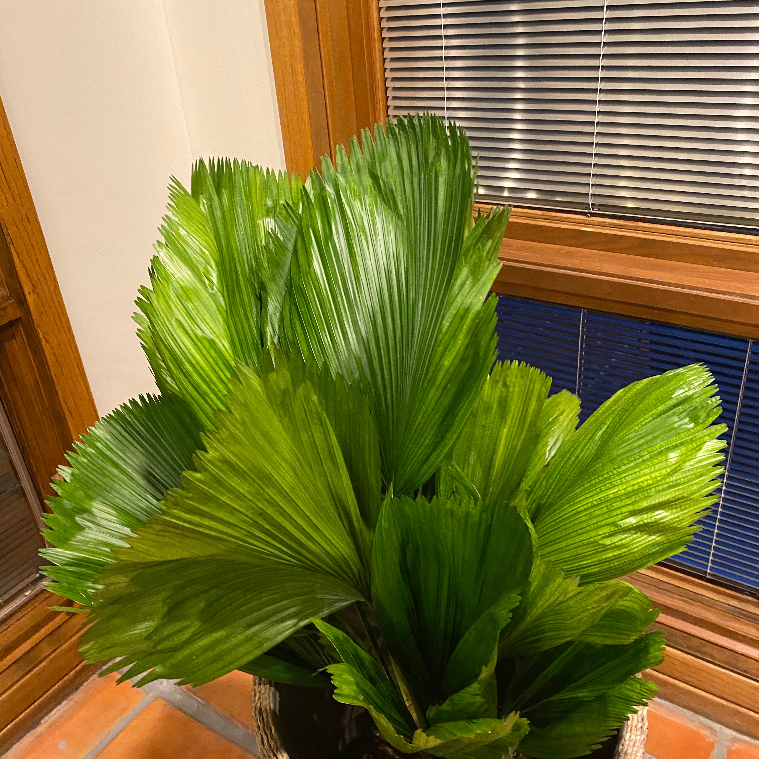 Chinese Fan Palm with vibrant green leaves placed near a window indoors.