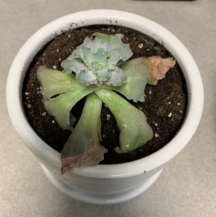 Pearl Echeveria plant in a white pot with some browning leaves and visible soil.