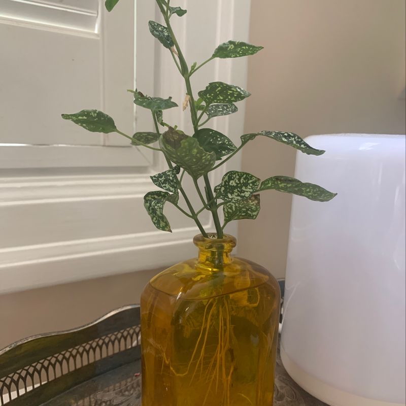 Healthy polka dot plant with vibrant green and white speckled leaves in an amber glass vase on a dark wood shelf.