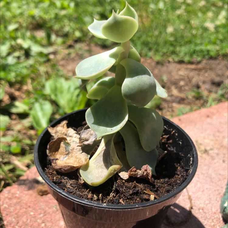 Potted Echeveria Gibbiflora plant with some browning leaves at the base.