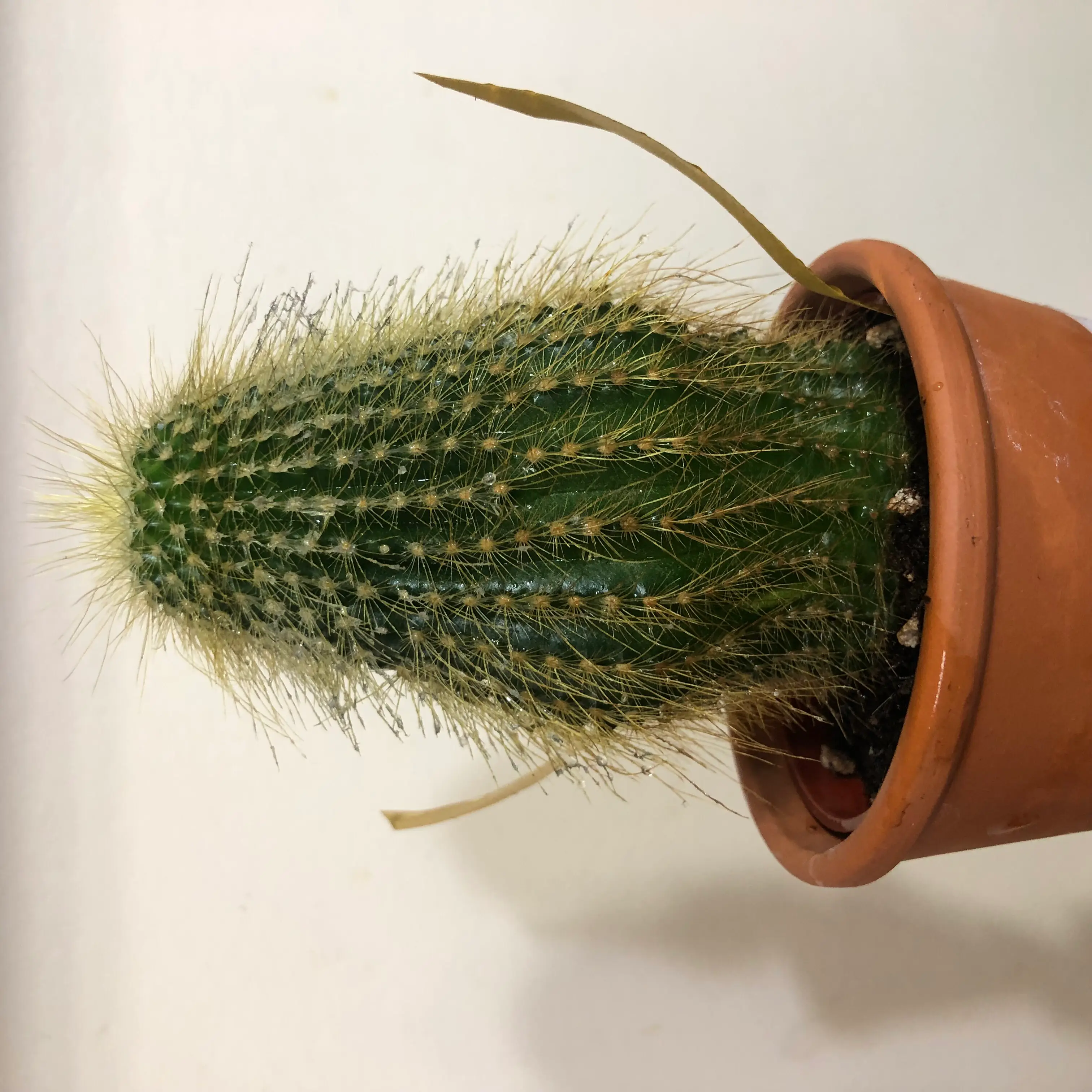 Cephalocereus polylophus plant photo by @Northern_Wild_And_Planty named Ralph on Greg, the plant care app.