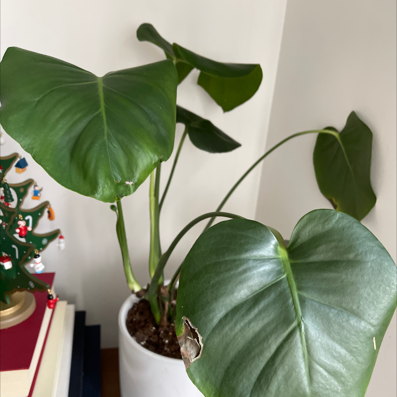 Monstera plant photo by @deerisle named Gates on Greg, the plant care app.