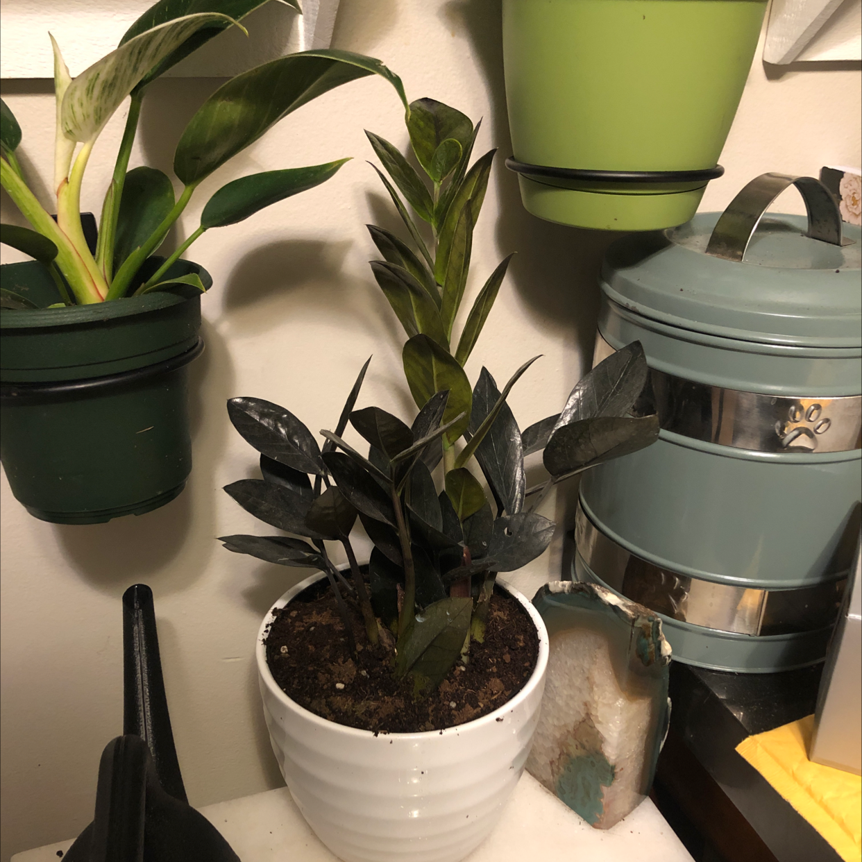 Raven ZZ Plant plant photo by @shannonwatts33 named Raven on Greg, the plant care app.