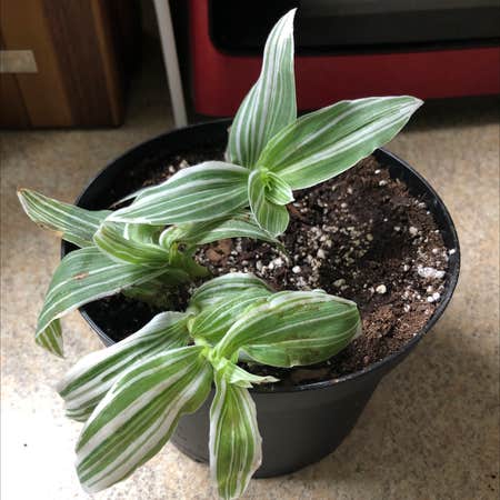 Photo of the plant species Tradescantia albiflora 'Albovittata' by Shannonwatts33 named Eden on Greg, the plant care app