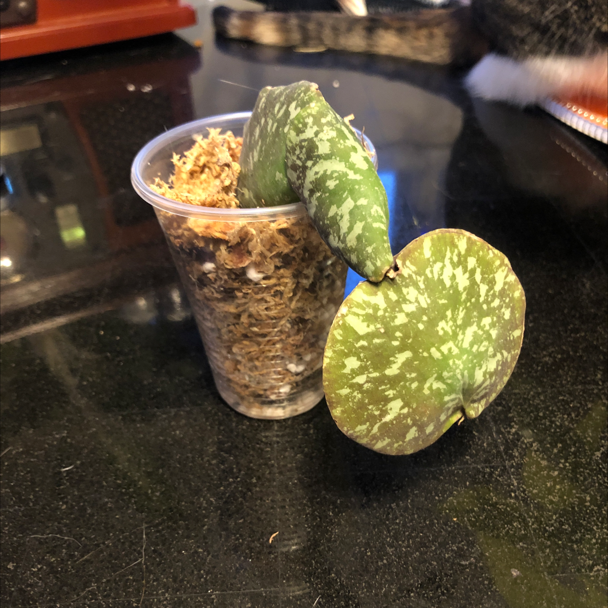 Photo of the plant species Hoya imbricata by @shannonwatts33 named Tacocat on Greg, the plant care app