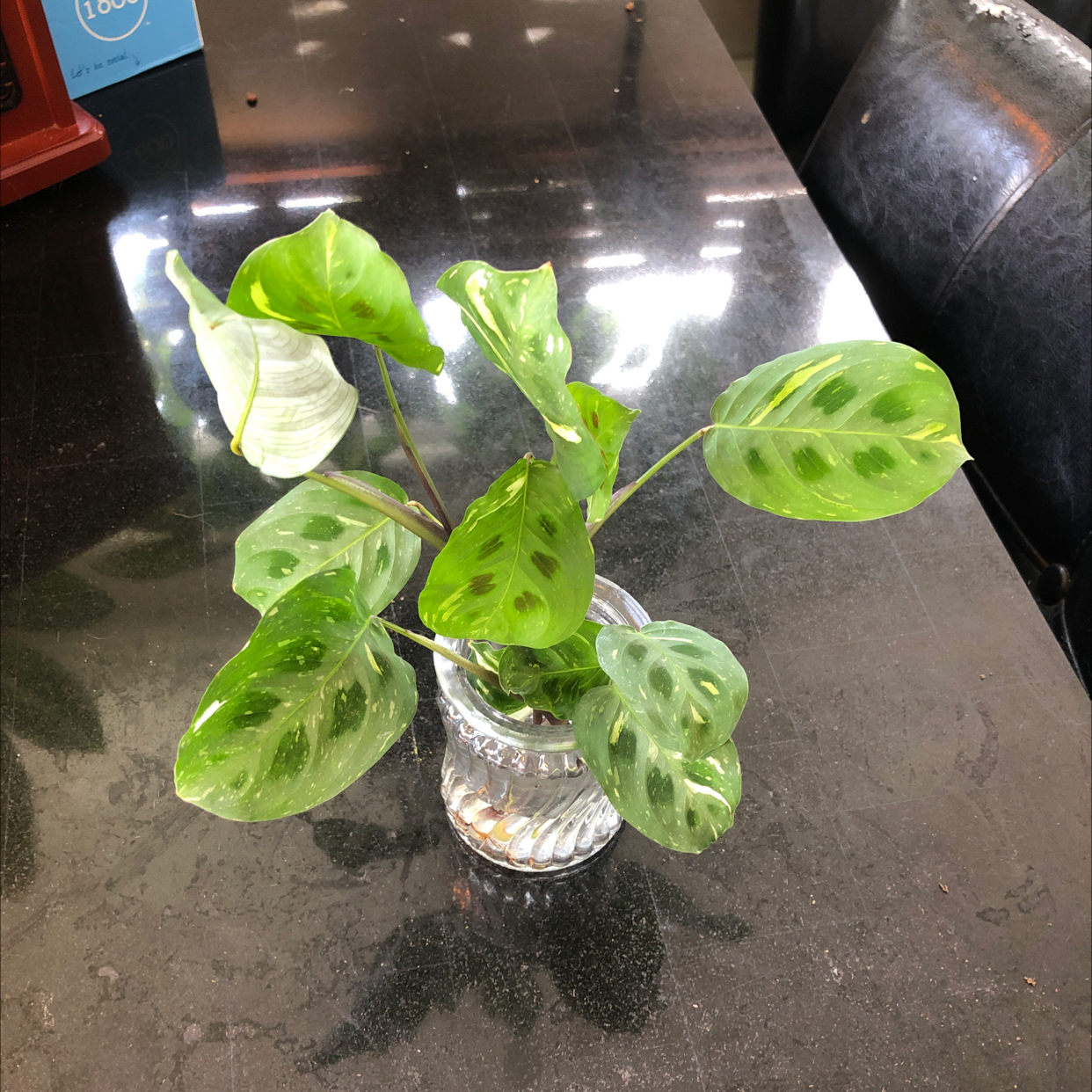 Photo of the plant species Variegated Prayer Plant by @shannonwatts33 named Vivi on Greg, the plant care app