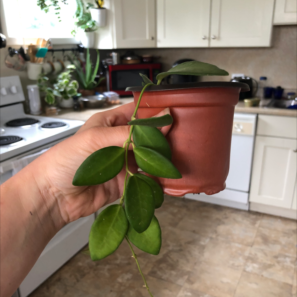 Hoya 'Burtoniae' plant in a small pot, held by a hand in a kitchen setting.