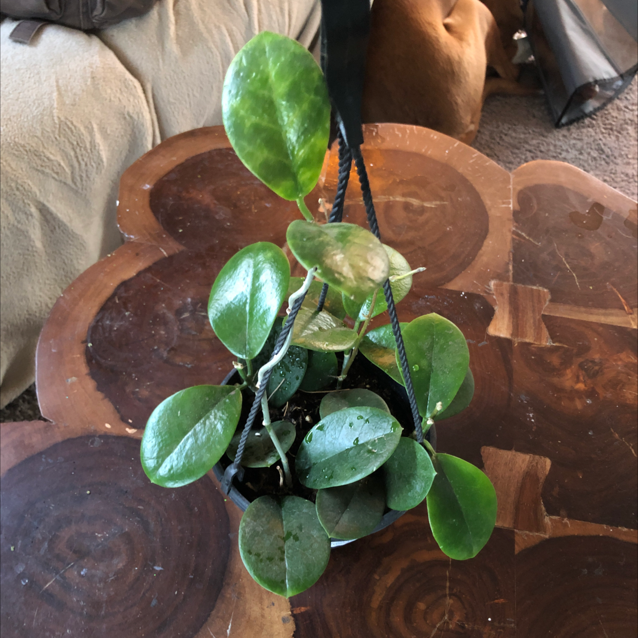 Waxvine plant in a hanging pot with vibrant green leaves and visible soil.
