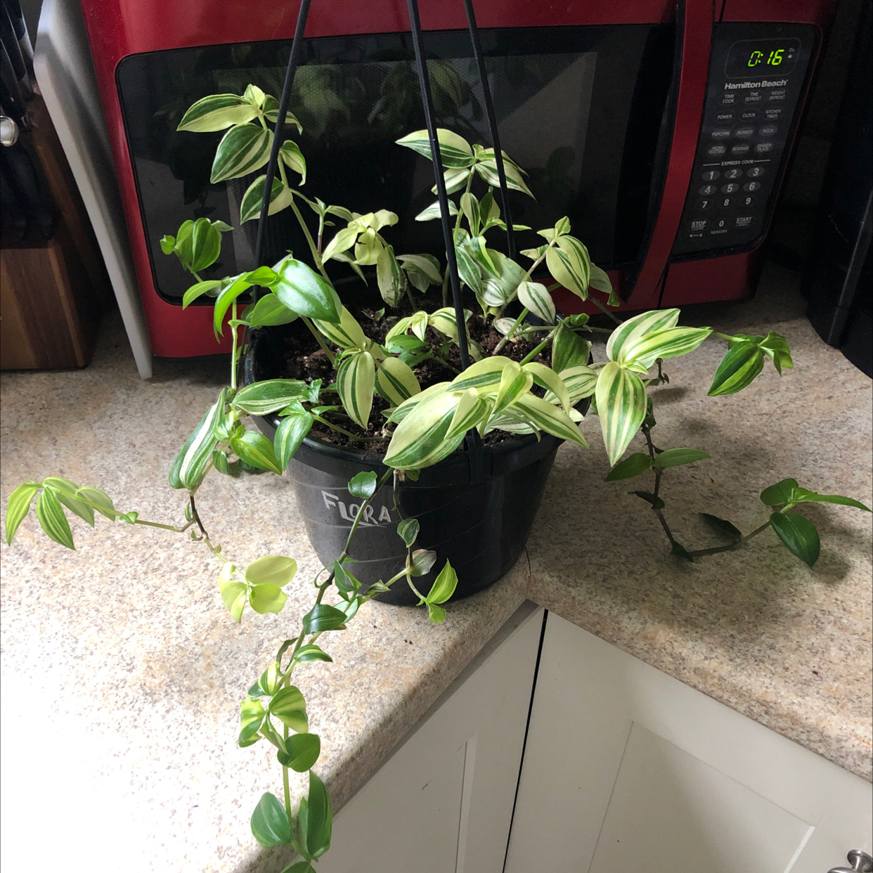 Photo of the plant species Tradescantia 'Yellow Zebra' by @shannonwatts33 named Flora on Greg, the plant care app