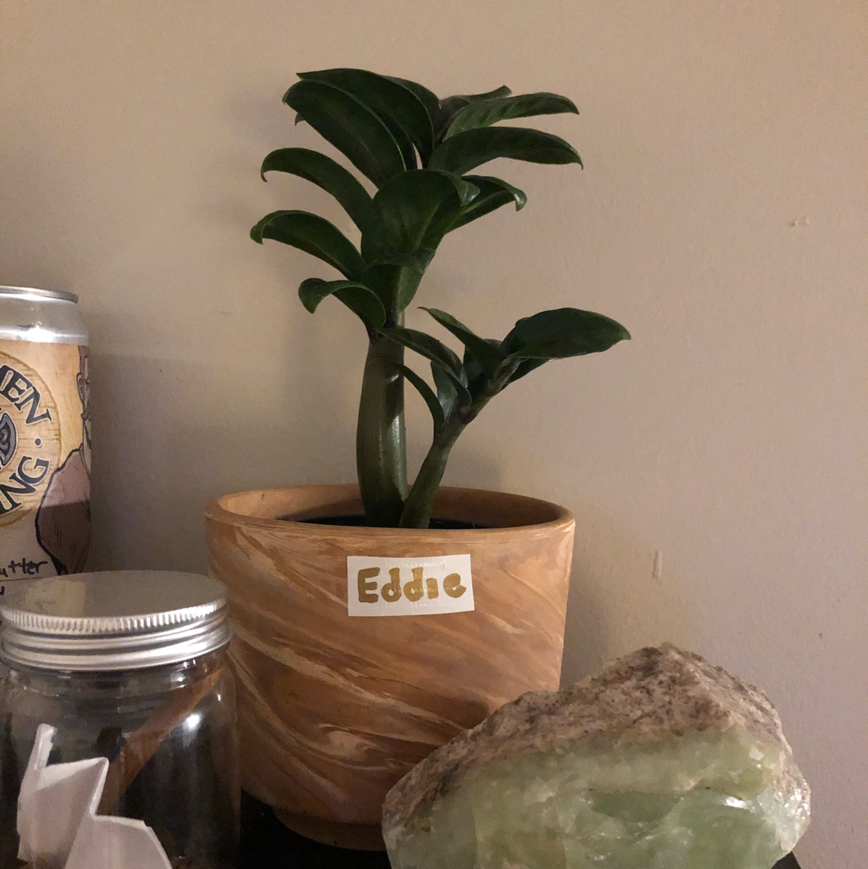 Zamioculcas Zamiifolia plant photo by @shannonwatts33 named Eddie on Greg, the plant care app.