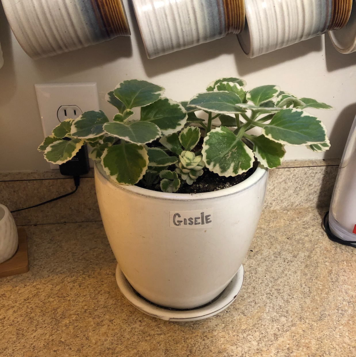 Photo of the plant species Plectranthus Amboinicus by @shannonwatts33 named Gisele on Greg, the plant care app