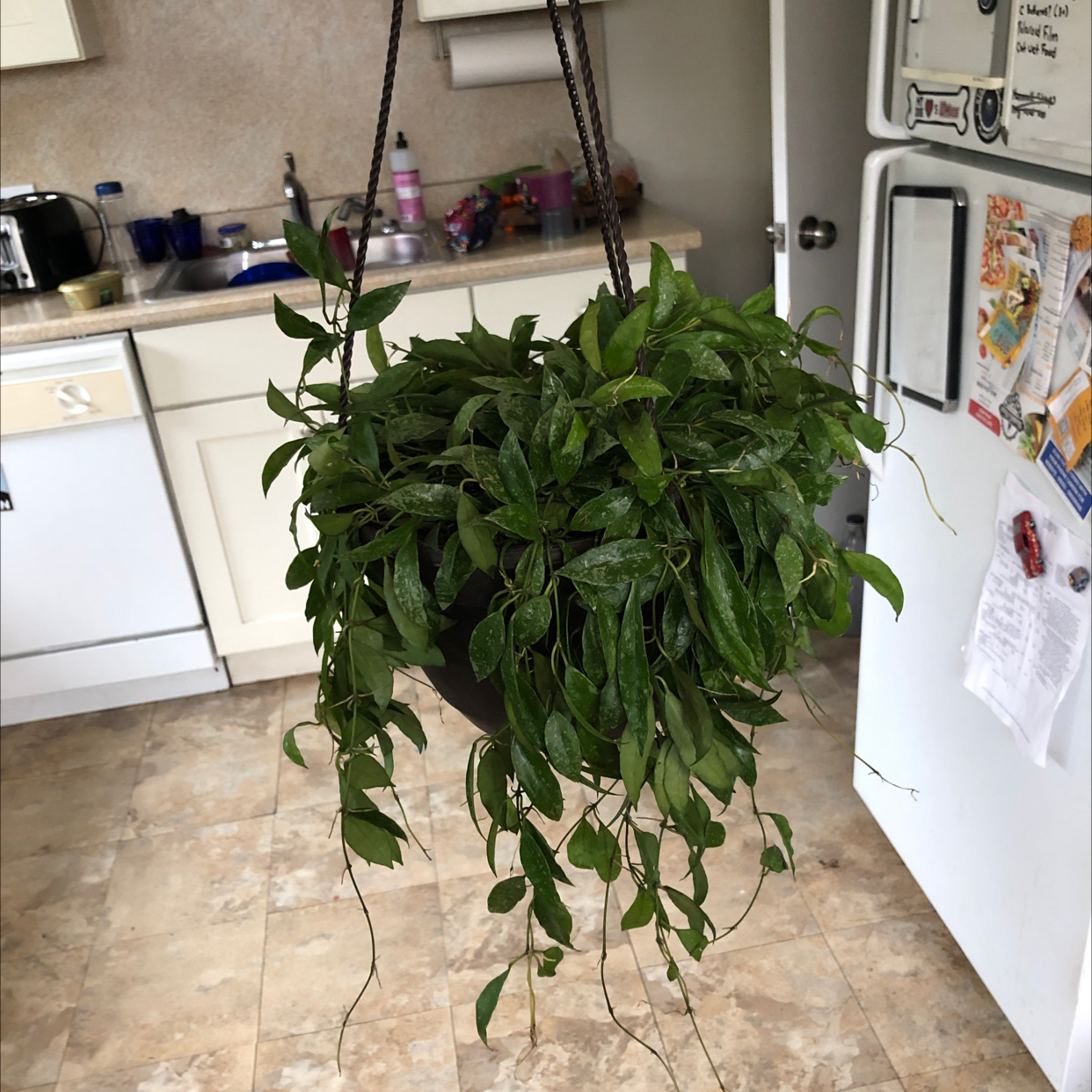 Photo of the plant species Hoya lacunosa by @shannonwatts33 named Lucifer on Greg, the plant care app