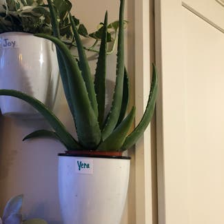 Aloe Vera plant in Farmington, Connecticut