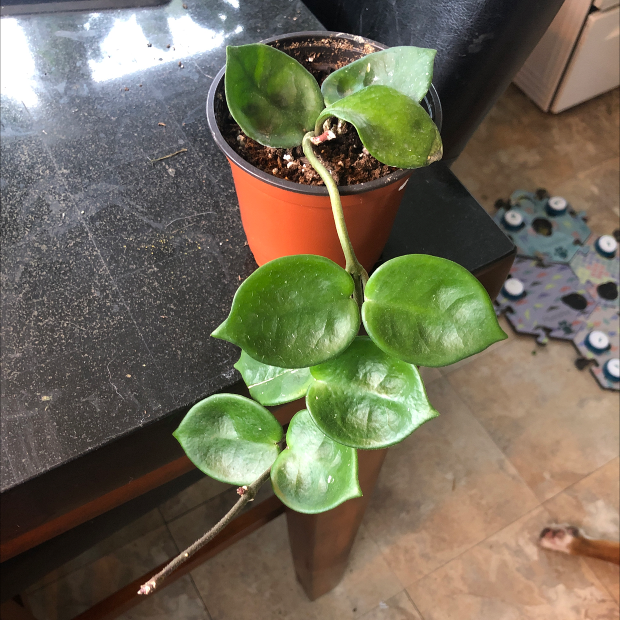 Potted Chelsea Hoya plant with healthy green leaves on a table.