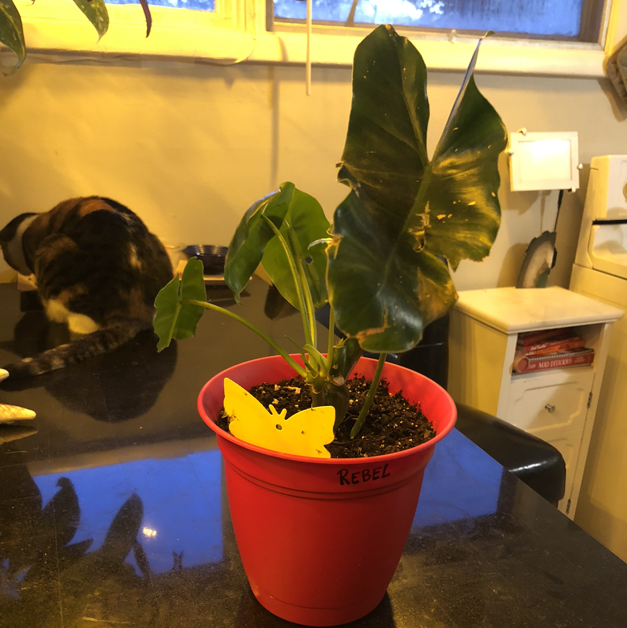 Healthy Alocasia cucullata Chinese Taro plant in red pot on kitchen counter with dog visible in background.