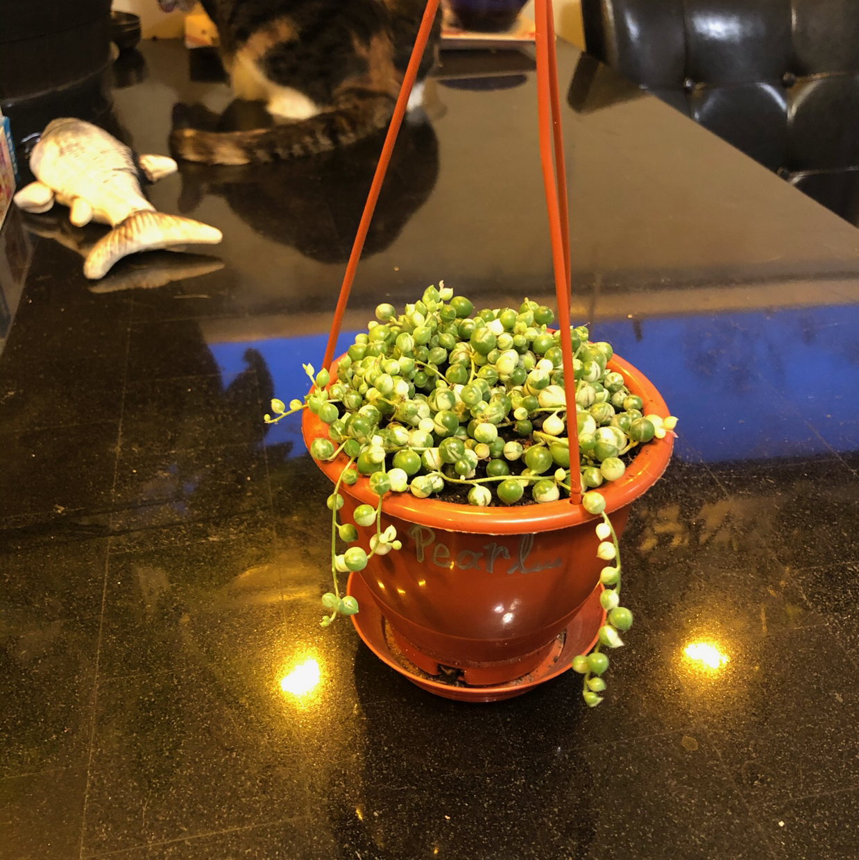 Variegated String of Pearls plant in a hanging pot on a dark surface.